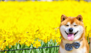 Haz trading con dogecoin y gana con nueva promoción de Binance.