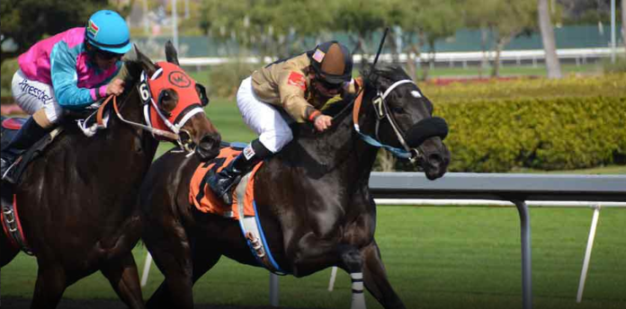 Clásico del hipismo venezolano pagará este domingo en petros