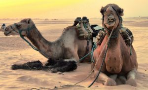 “Despenalizar” al bitcoin pide el ministro de Finanzas de Túnez, Alí Kuli