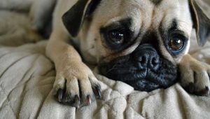 Invertir en dogecoin es como “apostar en un casino” y “soy un idiota por no comprar bitcoins”, dijo el multimillonario Stanley Druckenmiller