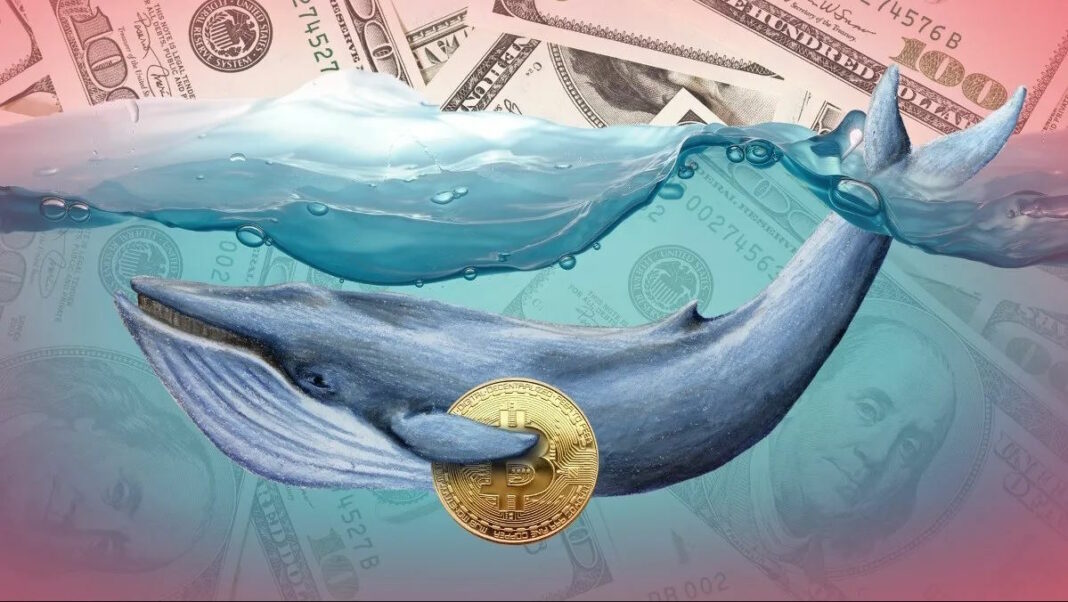 Esta ballena tumbó el precio del bitcoin en enero y ahora mandó $13 millones en BTC a Binance