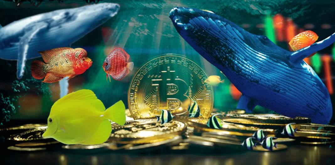 Las ballenas aprovechan la caída del mercado para vender ethereum (ETH) y wrapped bitcoin (WBTC)